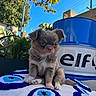 adorable, animal, backyard, barrel, blanket, blue_sky, branches, container, dog, fluffy, outdoor, plants, portrait, puppy, sitting, small_dog, sunlight, textile, trees, utility_pole