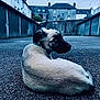 Chaya a rejoint le concours — aidez-le/la à gagner de superbes lots ! dog, animal, pet, outdoor, asphalt, building, garage, sky, twilight, curious, cautious, street, urban, fur, collar, back_view, looking_back, quiet, alone, evening