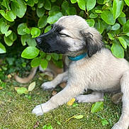 Chaya a rejoint le concours — aidez-le/la à gagner de superbes lots ! puppy, dog, collar, greenery, leaves, grass, moss, outdoor, nature, young, cute, fluffy, animal, pet, resting, closeup, soft, relaxed, garden, sleeping