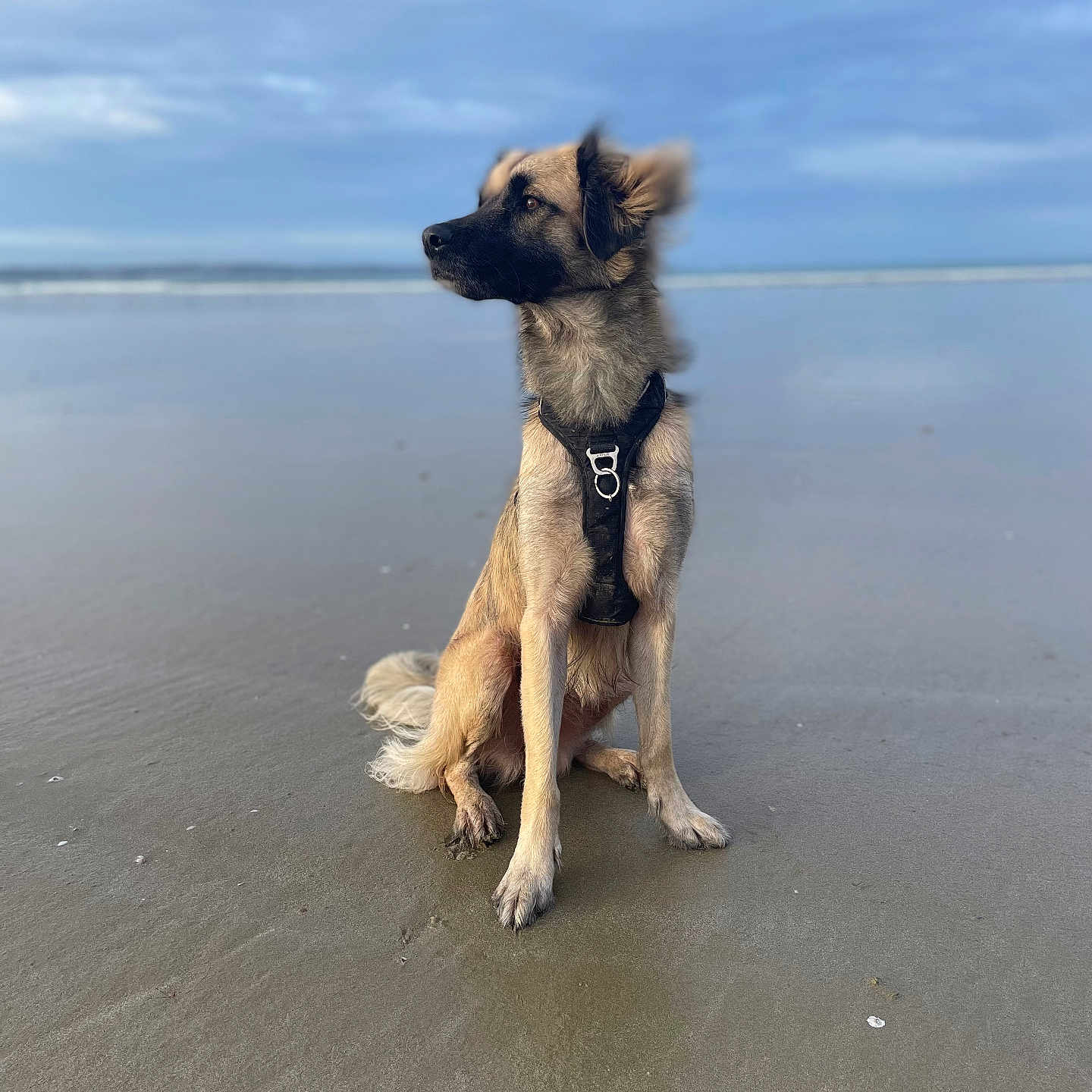 Chaya a rejoint le concours — aidez-le/la à gagner de superbes lots ! animal, beach, calm, cloudy_sky, coast, daytime, dog, fur, harness, landscape, mammal, nature, outdoor, pet, profile, sand, sea, sitting, water, wet_sand