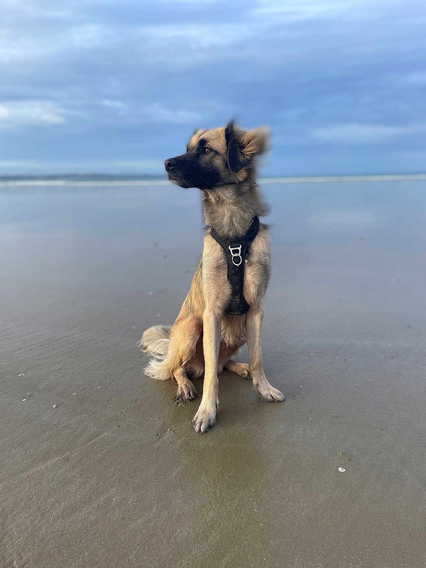 Chaya a rejoint le concours — aidez-le/la à gagner de superbes lots ! dog, beach, sand, harness, water, cloudy_sky, wet_sand, animal, outdoor, pet, mammal, sitting, fur, nature, calm, sea, coast, landscape, daytime, profile