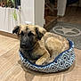 dog, pet_bed, indoor, wooden_floor, plant, stairs, fur, animal, cute, canine, resting, brown, black_face, collar, home, cozy, small_bed, patterned, relaxed, portrait