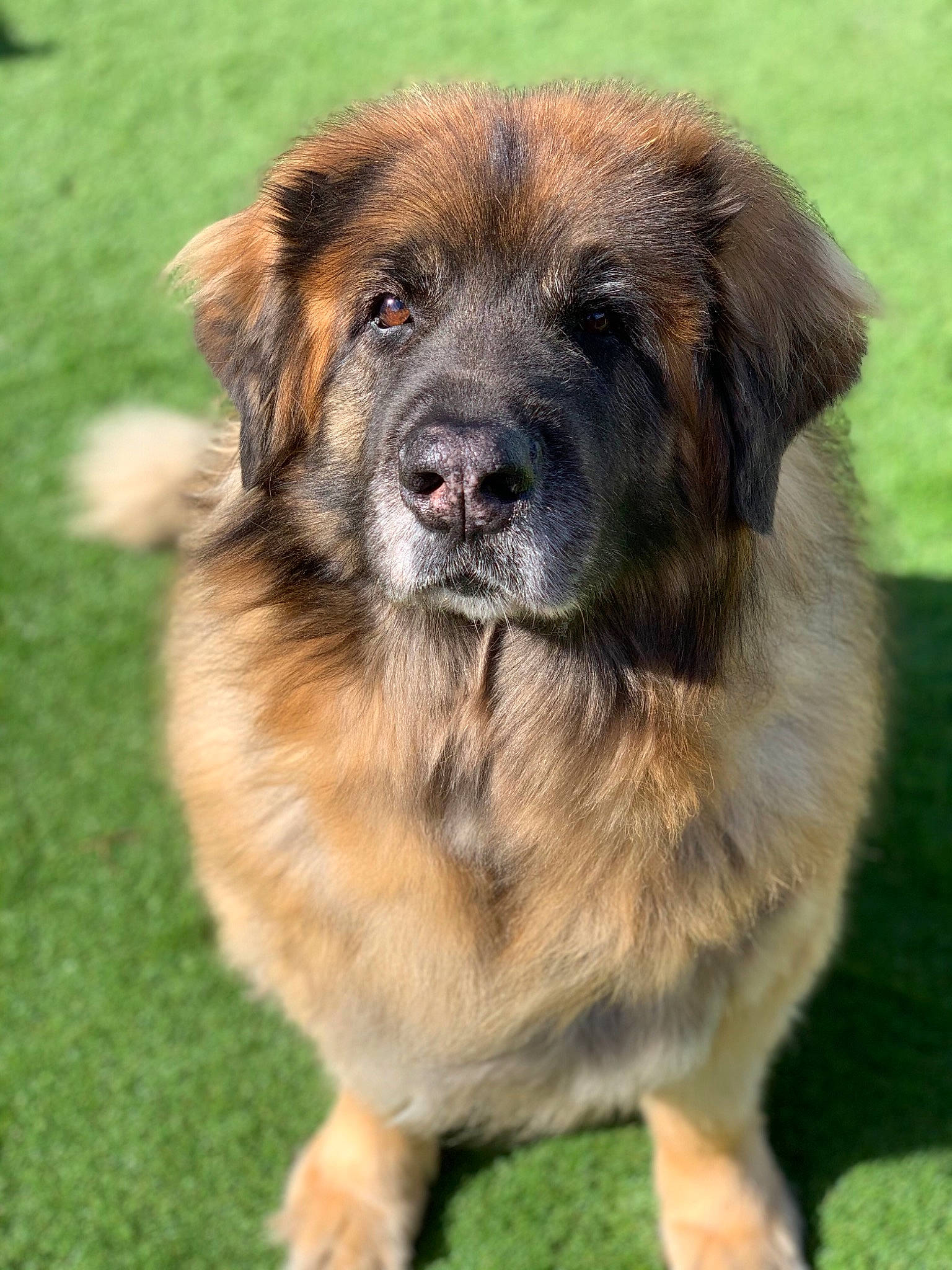 Engie participe au concours pour gagner de l'argent avec cette photo : ancient_dog_breeds, carnivore, companion_dog, dog, dog_breed, door, fawn, fur, grass, plant, snout, sporting_group, terrestrial_animal, working_dog