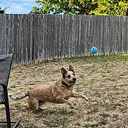 Shawdow joined the competition — help win amazing prizes! active, animal, backyard, ball, brown_dog, collar, daylight, dog, fence, fetch, fun, grass, leaping, midair, nature, outdoor, pet, playing, summer, tree