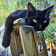 Bagheera joined the competition — help win amazing prizes! cat, black_cat, white_paws, yellow_eyes, long_hair, whiskers, animal, pet, feline, portrait, close_up, outdoor, forest, trees, wooden_structure, weathered_wood, backyard, number_sign, alert, relaxed