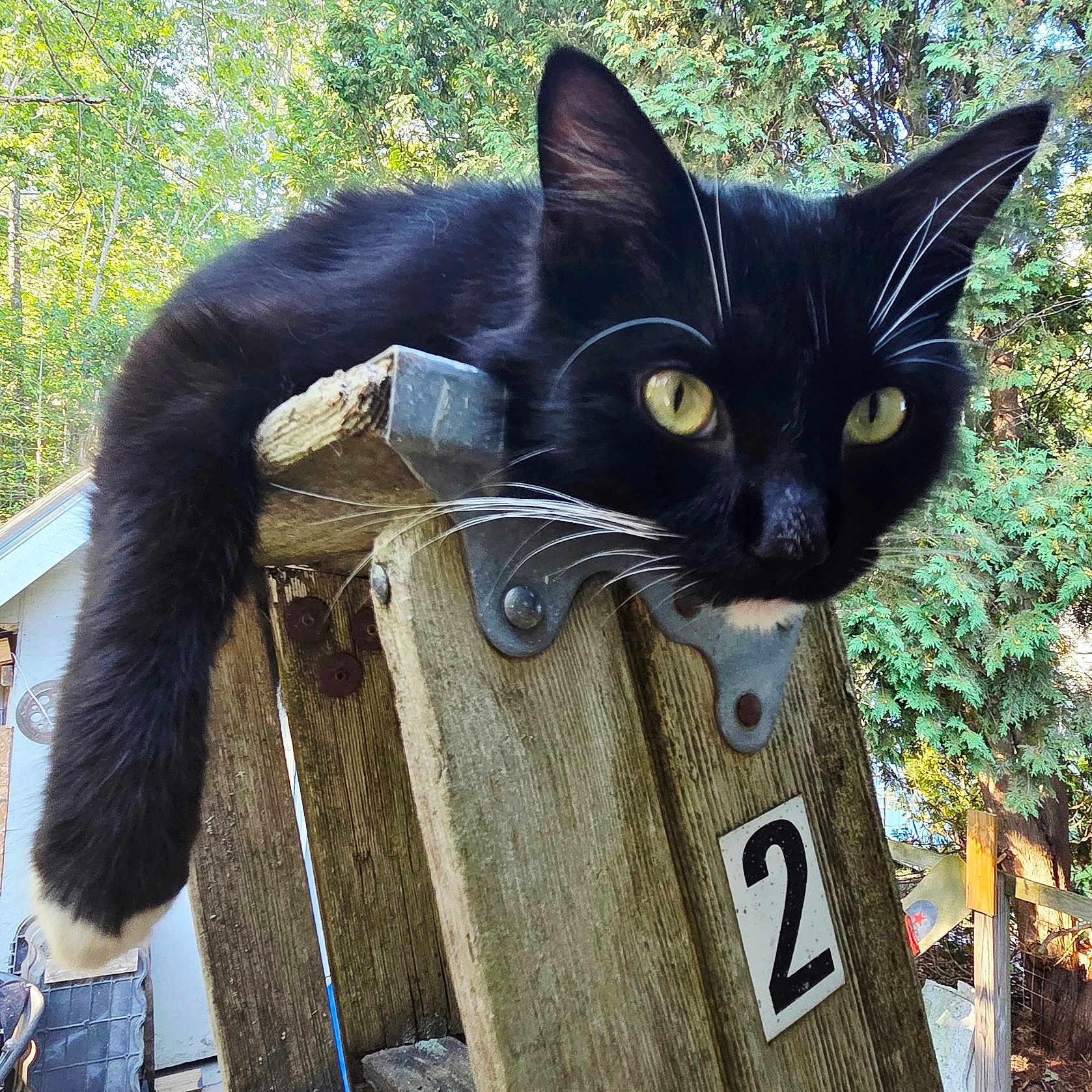 Bagheera