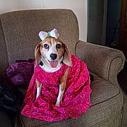 Ermie Jayne joined the competition — help win amazing prizes! dog, beagle, pet, dress, bow, pink, floral, sequin, chair, armchair, indoor, happy, tongue_out, cute, animal, furniture, fabric, portrait, domestic, smiling