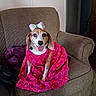 dog, beagle, pet, dress, bow, pink, floral, sequin, chair, armchair, indoor, happy, tongue_out, cute, animal, furniture, fabric, portrait, domestic, smiling