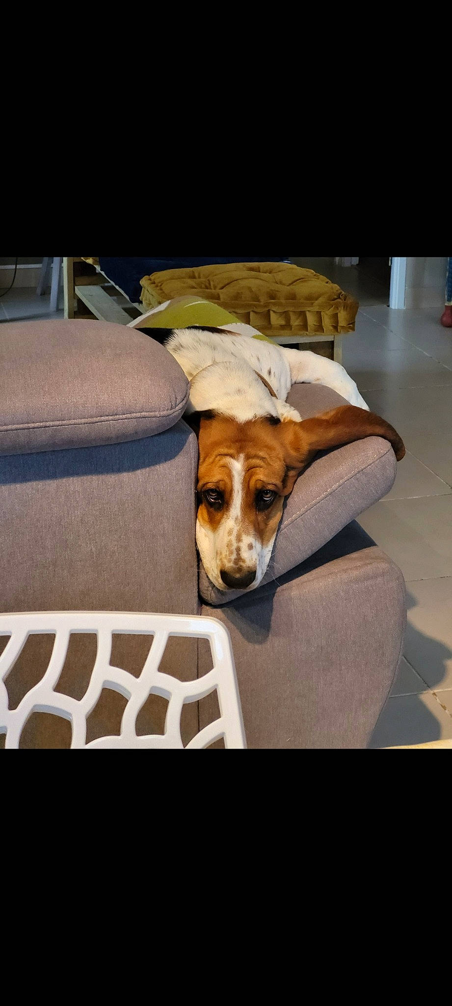 Serge participe au concours pour gagner de l'argent avec cette photo : bedding, canidae, carnivore, comfort, companion_dog, couch, dog, dog_breed, dog_supply, home_accessories, hound, linens, metal, pillow, rectangle, room, scent_hound, sporting_group, working_animal