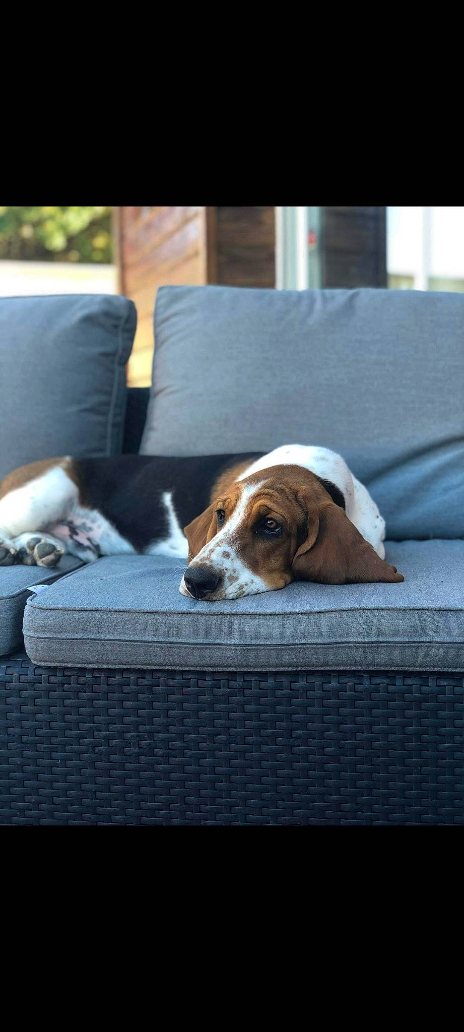 Serge participe au concours pour gagner de l'argent avec cette photo : carnivore, chair, collar, comfort, companion_dog, couch, dog, dog_breed, dog_supply, flooring, furniture, hound, linens, mammal, rectangle, scent_hound, snout, table, vertebrate, window