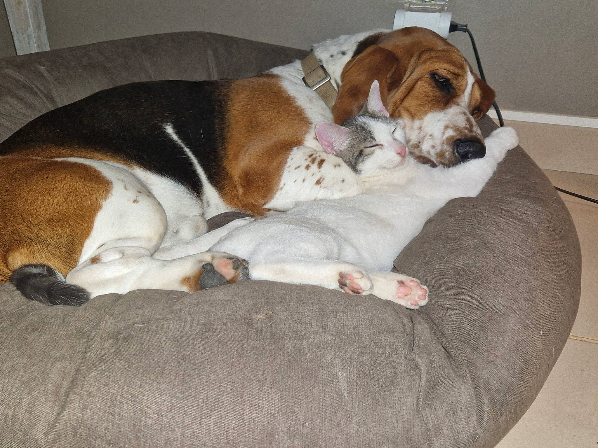 Serge a rejoint le concours — aidez-le/la à gagner de superbes lots ! beagle_harrier, bored, canidae, carnivore, comfort, companion_dog, dog, dog_bed, dog_breed, dog_supply, fawn, hound, hunting_dog, liver, scent_hound, sporting_group, working_animal