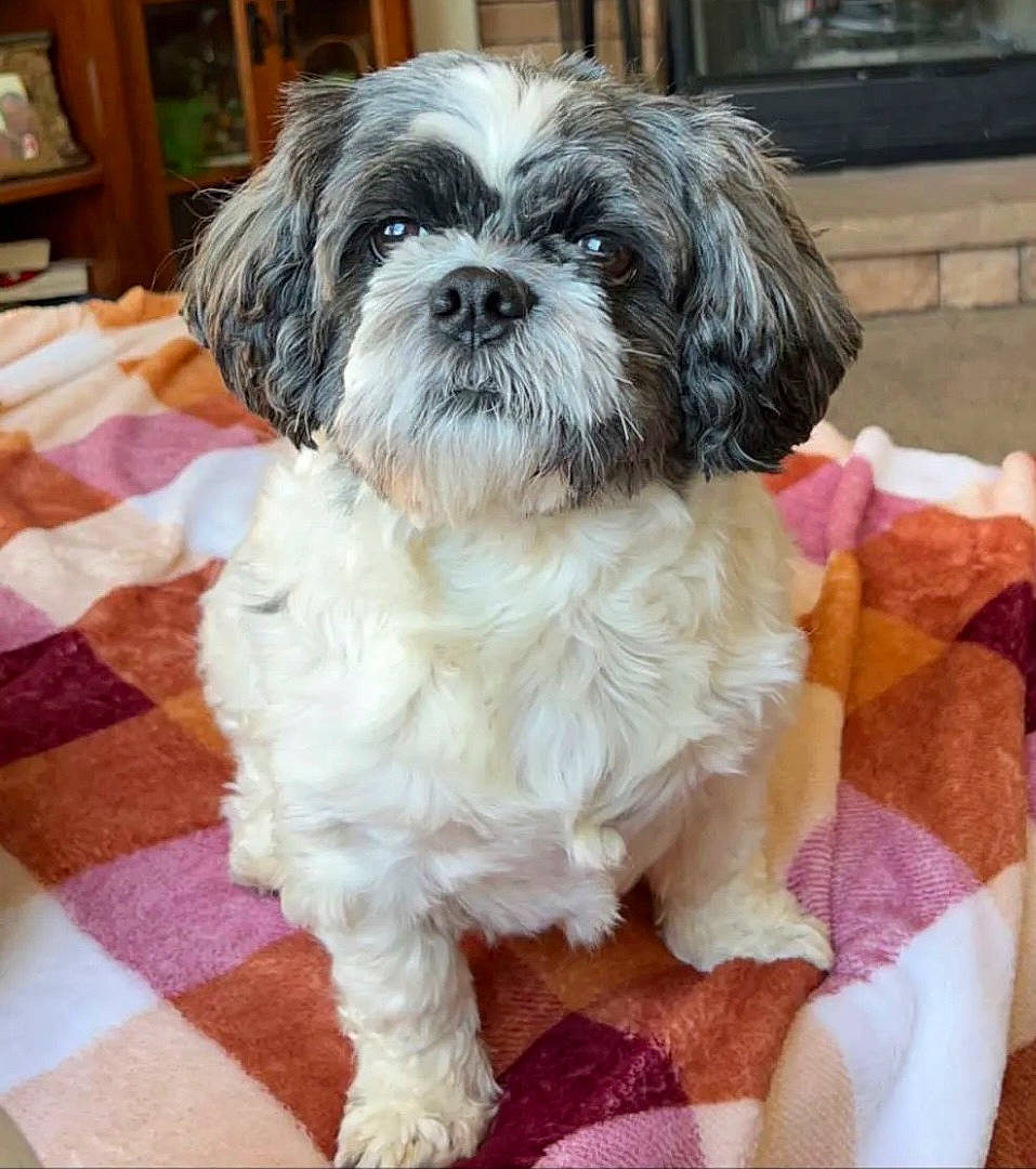 Nation is registered to the contest to win money with this photo: canidae, carnivore, comfort, companion_dog, dog, dog_breed, dog_supply, fur, liver, mal_shi, maltepoo, shih_poo, shih_tzu, small_terrier, snout, sporting_group, terrier, toy_dog, water_dog, working_animal