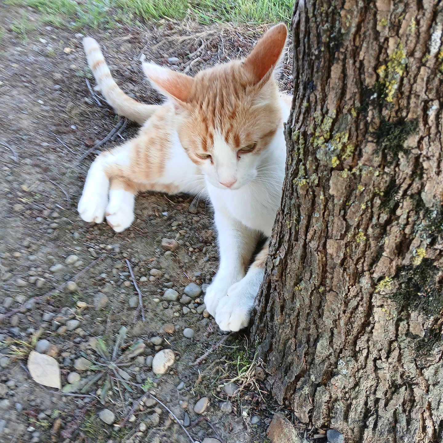 Ruby participe au concours pour gagner de l'argent avec cette photo : animal, cat, close_up, curious, daylight, dirt, feline, grass, mammal, nature, orange_cat, outdoor, paw, pet, resting, side_view, stones, tree_trunk, white_cat, young_cat