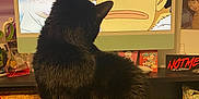 Mysterio joined the competition — help win amazing prizes! black_cat, cat, computer_screen, anime, desk, keyboard, poster, book, indoor, feline, watching, electronics, monitor, fur, animal, home_office, cluttered, sitting, curious, screen