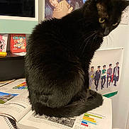Mysterio is registered to the contest to win money with this photo: cat, black_cat, book, reading_material, poster, indoor, feline, curious, sitting, table, papers, fur, whiskers, domestic_animal, home, study_area, background, wall, colorful, coat