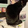cat, black_cat, book, reading_material, poster, indoor, feline, curious, sitting, table, papers, fur, whiskers, domestic_animal, home, study_area, background, wall, colorful, coat