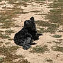 dog, animal, outdoor, grass, dry, field, pet, lying_down, fur, black, gray, sunlight, nature, canine, curious, look_back, daytime, ground, one_animal, mammal