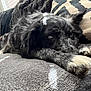 Sasha is registered to the contest to win money with this photo: dog, black_and_white, lying_down, couch, indoor, resting, paws, fur, pet, canine, cozy, blanket, window, light, relaxed, homedecor, animal, companion, comfort, closeup