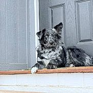 Sasha joined the competition — help win amazing prizes! dog, porch, wood, door, step, animal, pet, laying_down, fur, black, white, gray, outdoor, calm, quiet, house, canine, paw, ear, resting