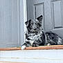 dog, porch, wood, door, step, animal, pet, laying_down, fur, black, white, gray, outdoor, calm, quiet, house, canine, paw, ear, resting