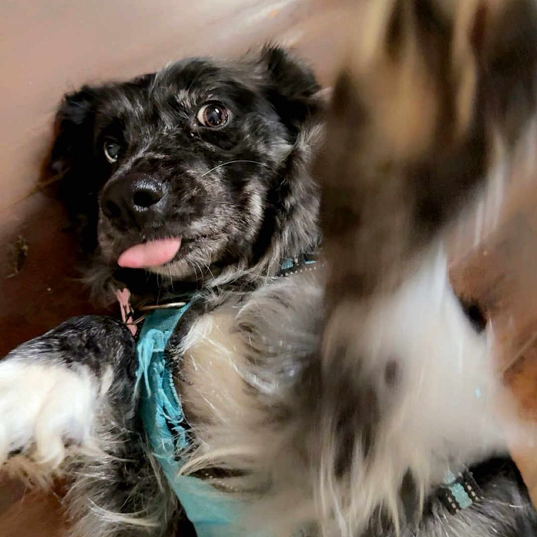 Sasha is registered to the contest to win money with this photo: animal, black_and_white, canine, close_up, collar, cute, dog, domestic, energetic, friendly, fur, happy, indoor, lying_down, motion_blur, paw, pet, playful, tongue_out, wooden_floor