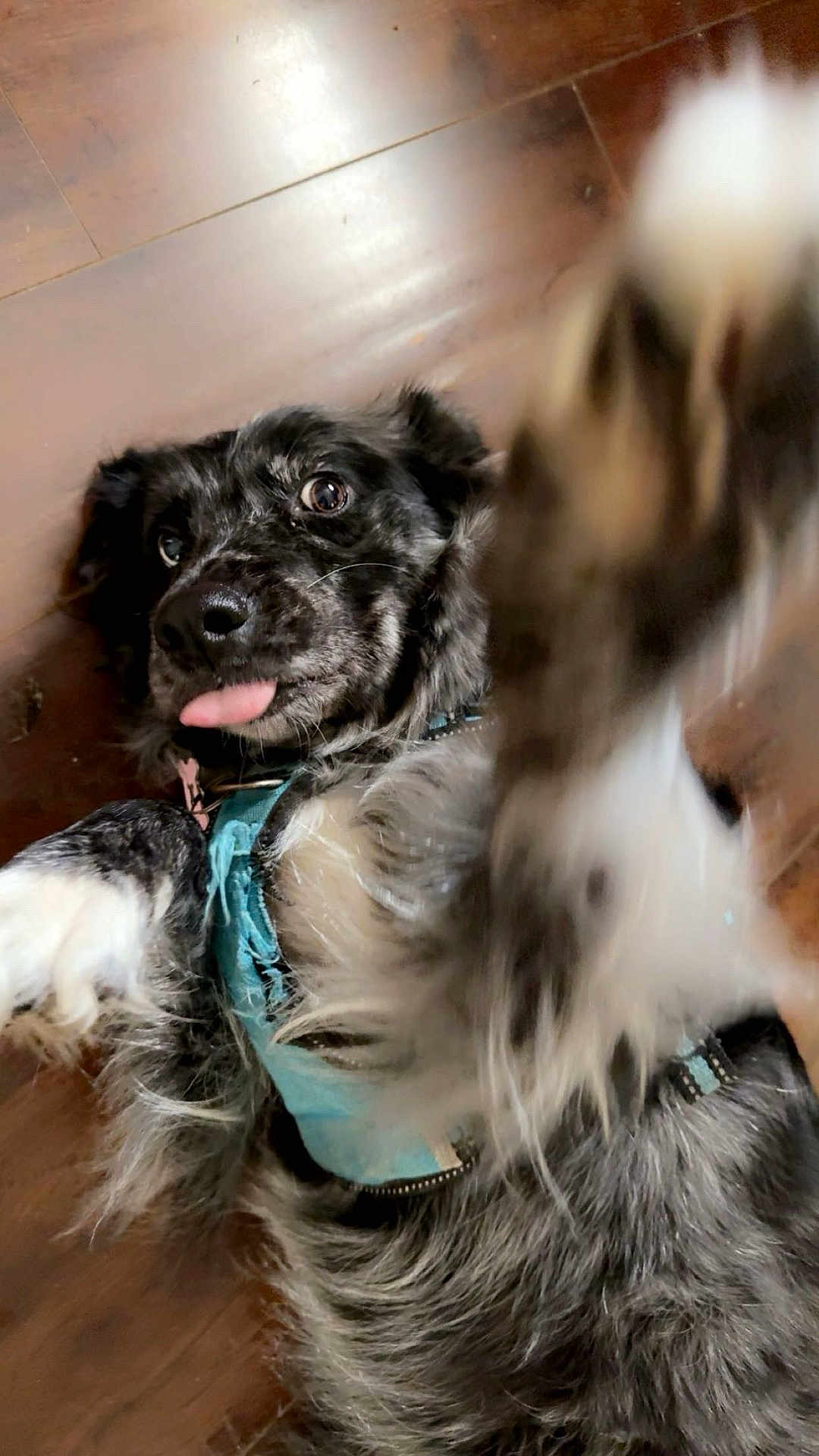 Sasha is registered to the contest to win money with this photo: dog, playful, tongue_out, paw, wooden_floor, pet, fur, collar, close_up, lying_down, black_and_white, canine, animal, domestic, cute, friendly, indoor, motion_blur, happy, energetic