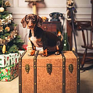 Vino participe au concours pour gagner de l'argent avec cette photo : animal, baggage, beagle, box, canine, crate, dog, hound, indoors, interiordesign, lamp, lighting, maceclub, pet, plant, pottedplant, puppy, suitcase, weapon, wood