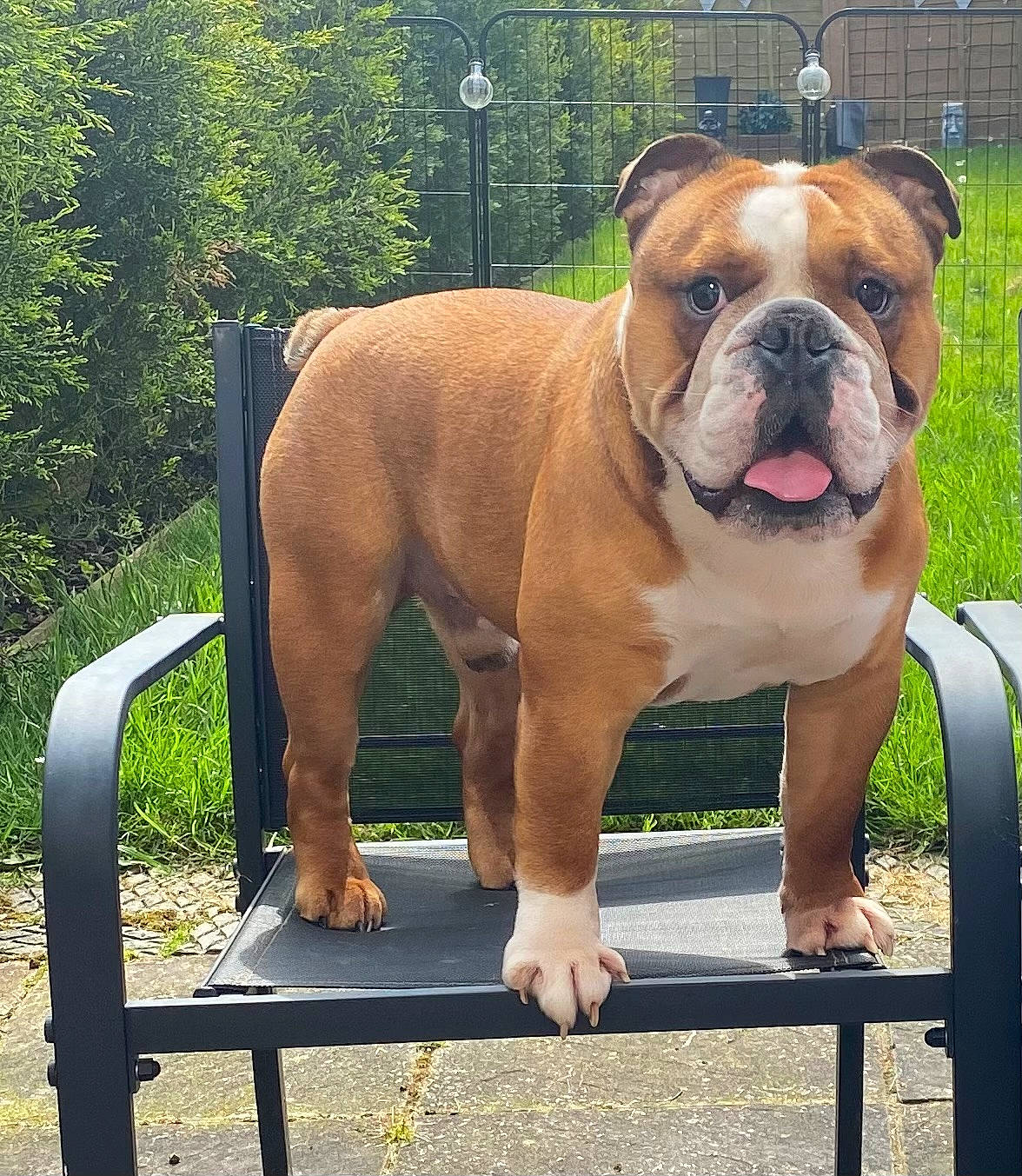 Buddy is registered to the contest to win money with this photo: bulldog, canidae, carnivore, collar, companion_dog, dog, dog_breed, dog_collar, fawn, fence, grass, leash, plant, snout, sporting_group, tree, window, working_animal, working_dog, wrinkle