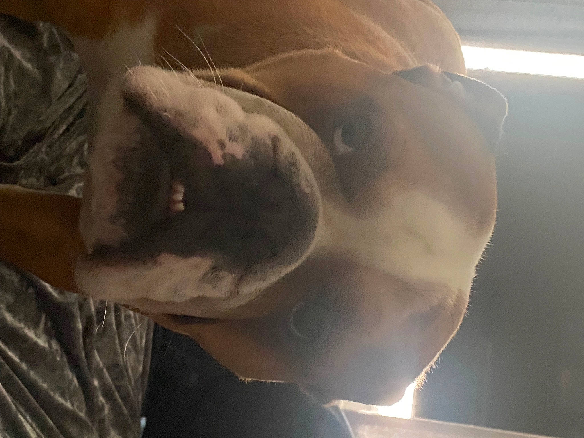 Buddy is registered to the contest to win money with this photo: abdomen, art, artifact, chest, flesh, gesture, human_leg, jaw, lens_flare, sculpture, snout, sunglasses, trunk, visual_arts, wing