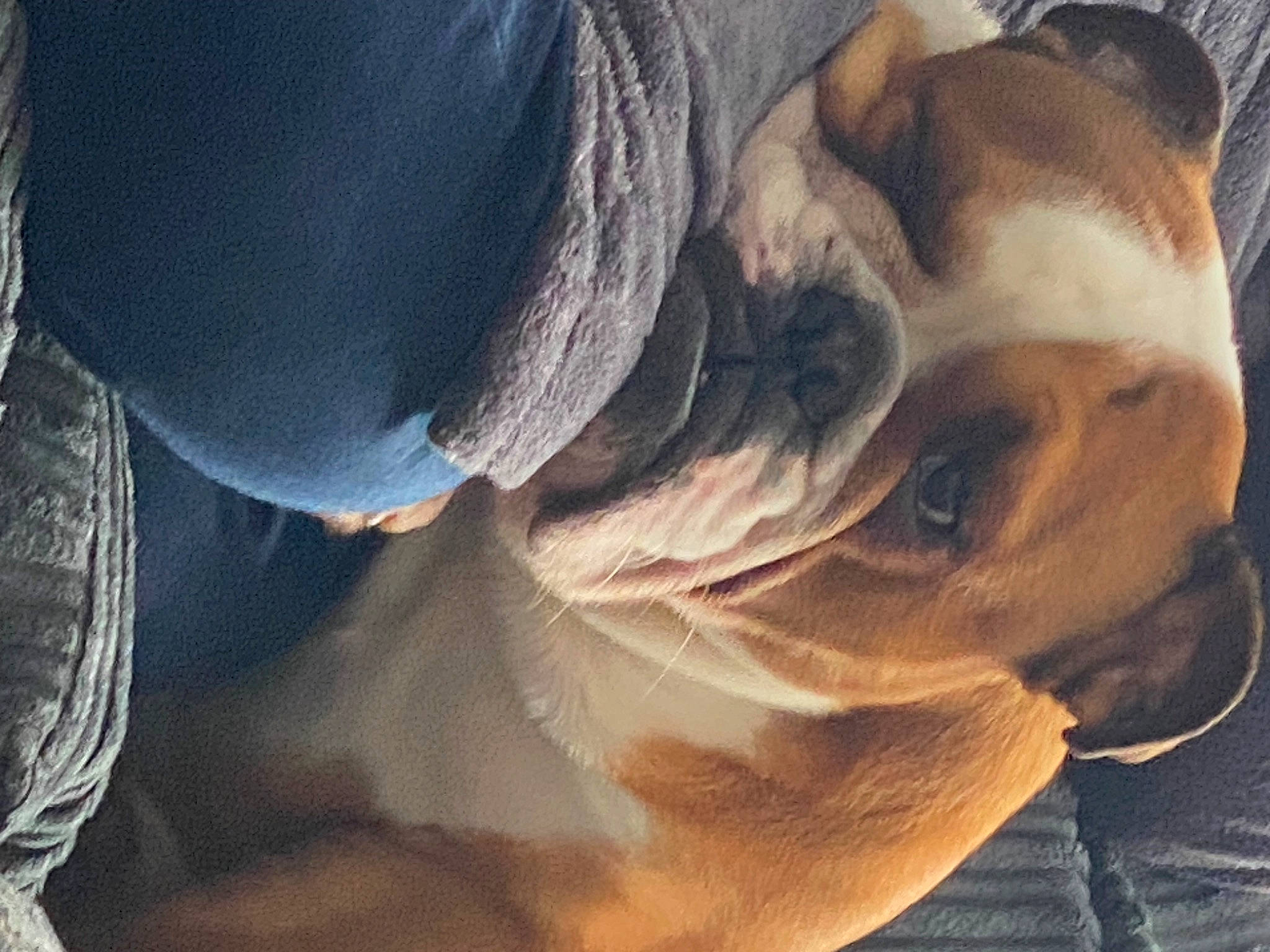 Buddy joined the competition — help win amazing prizes! carnivore, comfort, companion_dog, dog, dog_breed, fawn, felidae, fur, gesture, happy, human_leg, linens, paw, selfie, sitting, sporting_group, textile, toy_dog, whiskers, wrinkle