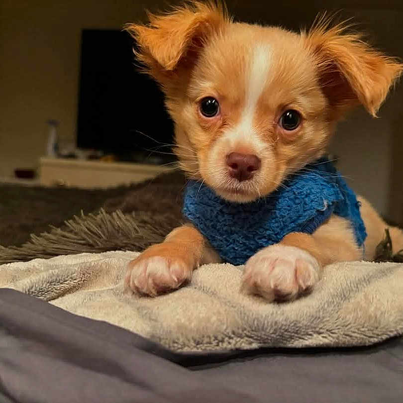 Toolive is registered to the contest to win money with this photo: animal, bed, blanket, blue_sweater, brown_and_white, close_up, cozy, cute, dog, ears, fur, indoor, looking_at_camera, lying_down, paws, pet, puppy, small_dog, soft_texture, young_dog