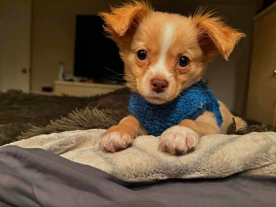 Toolive is registered to the contest to win money with this photo: puppy, dog, cute, blue_sweater, blanket, bed, indoor, pet, fur, small_dog, ears, paws, lying_down, looking_at_camera, cozy, soft_texture, animal, young_dog, brown_and_white, close_up