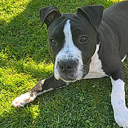Venom a rejoint le concours — aidez-le/la à gagner de superbes lots ! alert, animal, black_and_white, canine, companion, dog, domestic, ears, friendly, grass, nature, outdoor, paw, pet, relaxed, snout, summer, sunlight, waiting, water_bowl