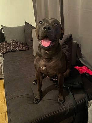 Alyah participe au concours pour gagner de l'argent avec cette photo : canidae, carnivore, collar, comfort, companion_dog, dog, dog_breed, dog_collar, fawn, flooring, fur, guard_dog, gun_dog, liver, metal, non_sporting_group, snout, sporting_group, whiskers, working_animal