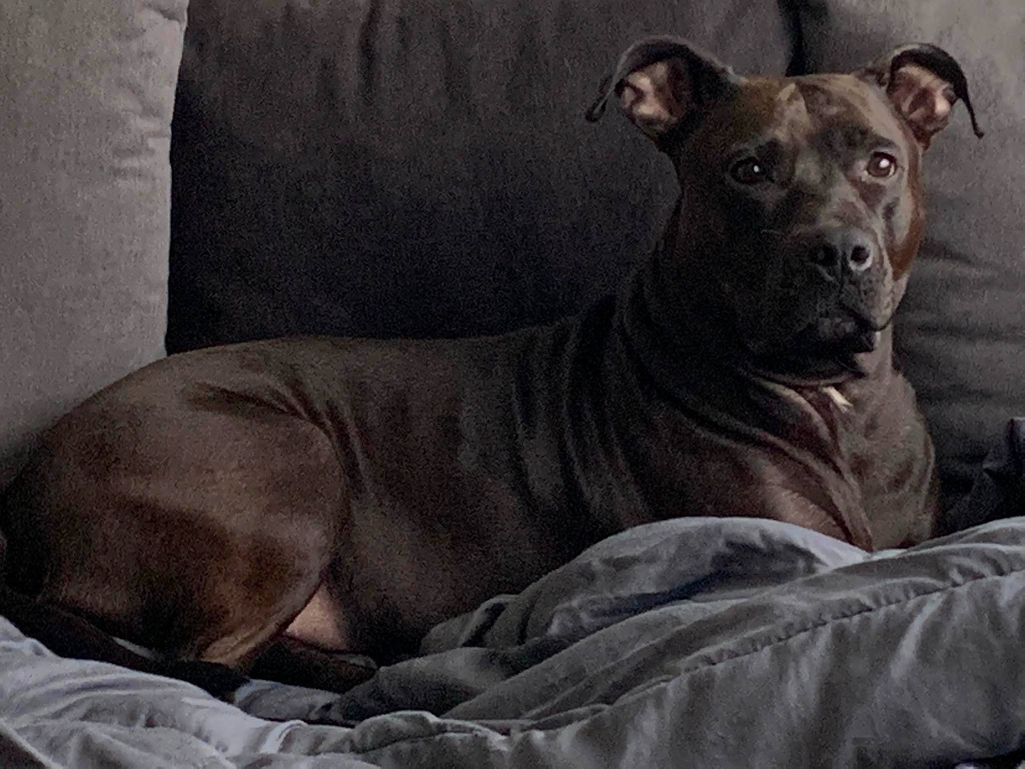 Alyah a rejoint le concours — aidez-le/la à gagner de superbes lots ! canidae, carnivore, comfort, companion_dog, dog, dog_breed, fawn, grey, non_sporting_group, snout, sporting_group, terrestrial_animal, whiskers, working_animal