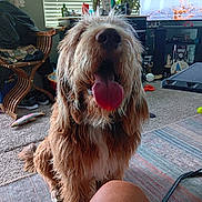 Skipper joined the competition — help win amazing prizes! canine, carpet, dog, floor, fur, furniture, happy, home, indoor, living_room, mammal, pet, playful, remote_control, rug, table, television, tongue, toy, wooden_chair