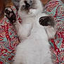 adorable, animal, blue_eyes, cat, close_up, colorful, cute, fur, indoor, kitten, lying_down, patterned_fabric, paws, pet, playful, relaxed, siamese, small, soft, whiskers