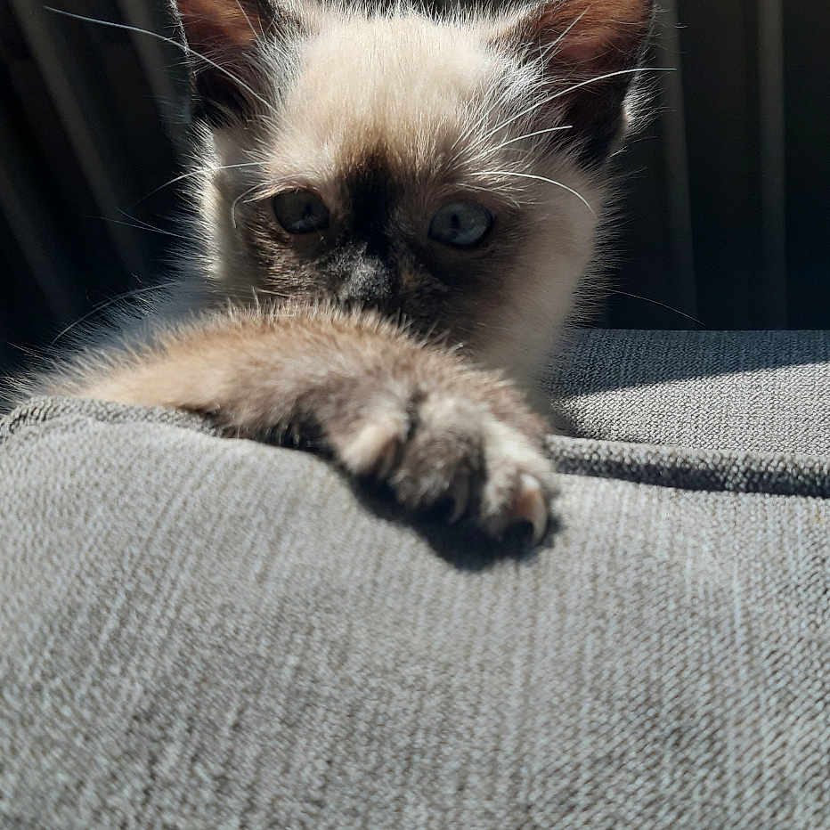 Chat'Mallotte a rejoint le concours — aidez-le/la à gagner de superbes lots ! animal, cat, closeup, curious, ears, feline, gray, indoor, kitten, paw, pet, playful, radiator, resting, shadow, siamese, soft_light, texture, whiskers, young