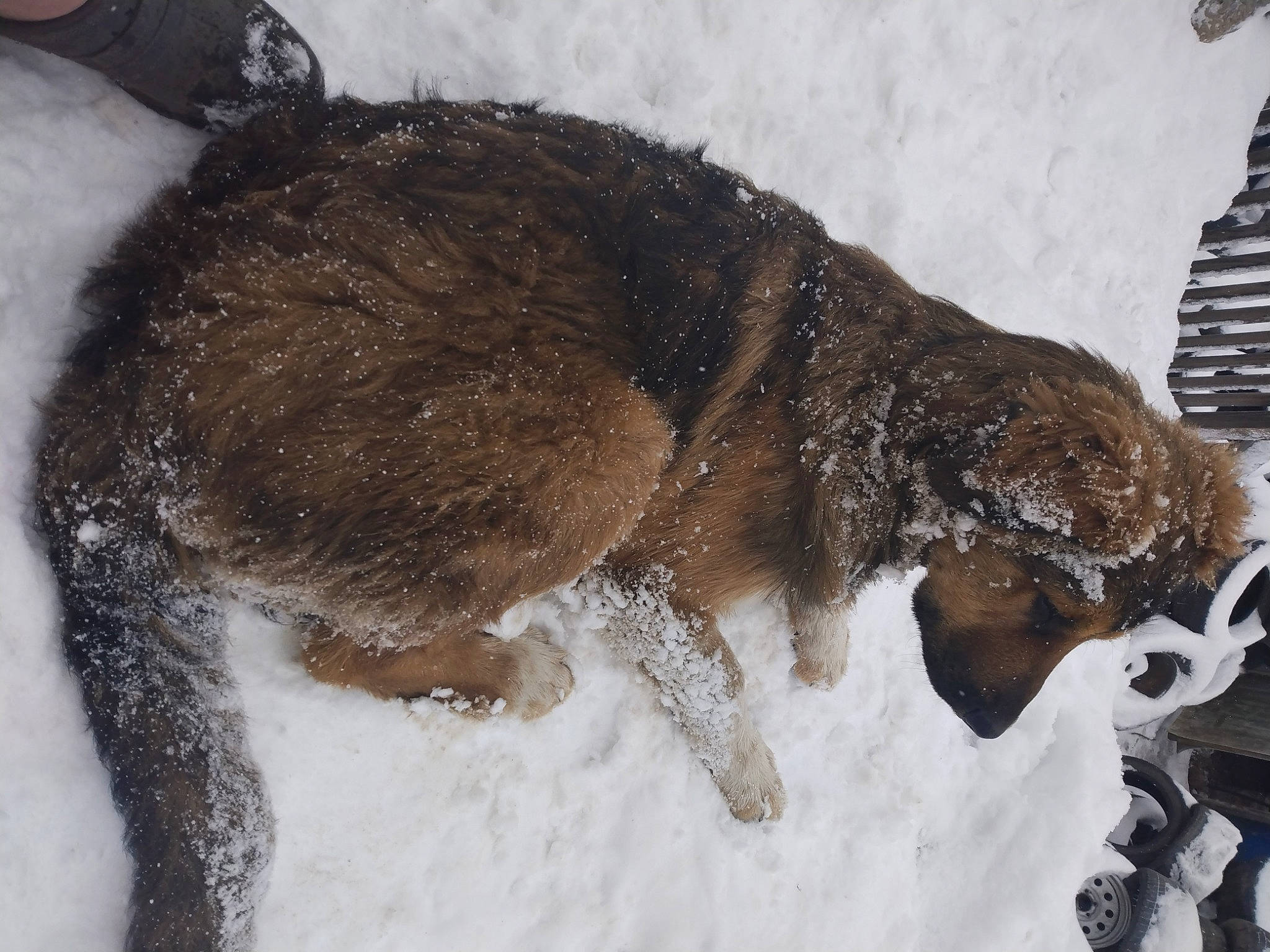 Bowie joined the competition — help win amazing prizes! canidae, carnivore, claw, companion_dog, dog, dog_breed, freezing, fur, liver, paw, snow, sporting_group, tail, terrestrial_animal, terrier, winter, working_animal, working_dog