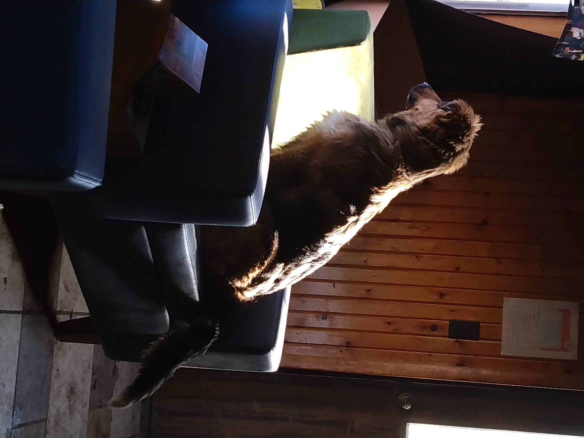 Bowie is registered to the contest to win money with this photo: brickwork, cat, elbow, felidae, flooring, fur, hardwood, heat, human_leg, metal, room, shadow, small_to_medium_sized_cats, sporting_group, tail, tints_and_shades, whiskers, window, wood, wood_stain