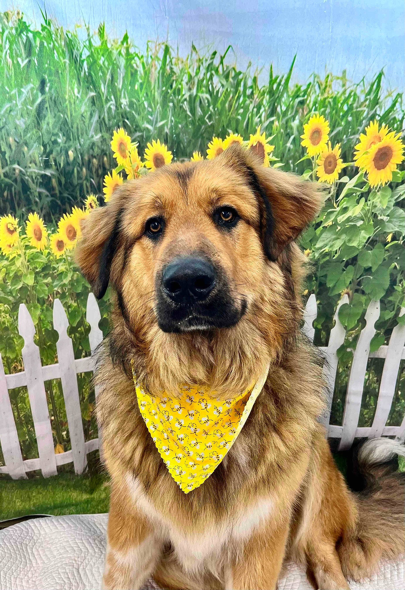 Bowie joined the competition — help win amazing prizes! canidae, carnivore, cloud, collar, companion_dog, dog, dog_breed, fawn, fence, flower, german_shepherd_dog, grass, old_german_shepherd_dog, plant, sky, snout, sporting_group, wildlife, working_animal, yellow