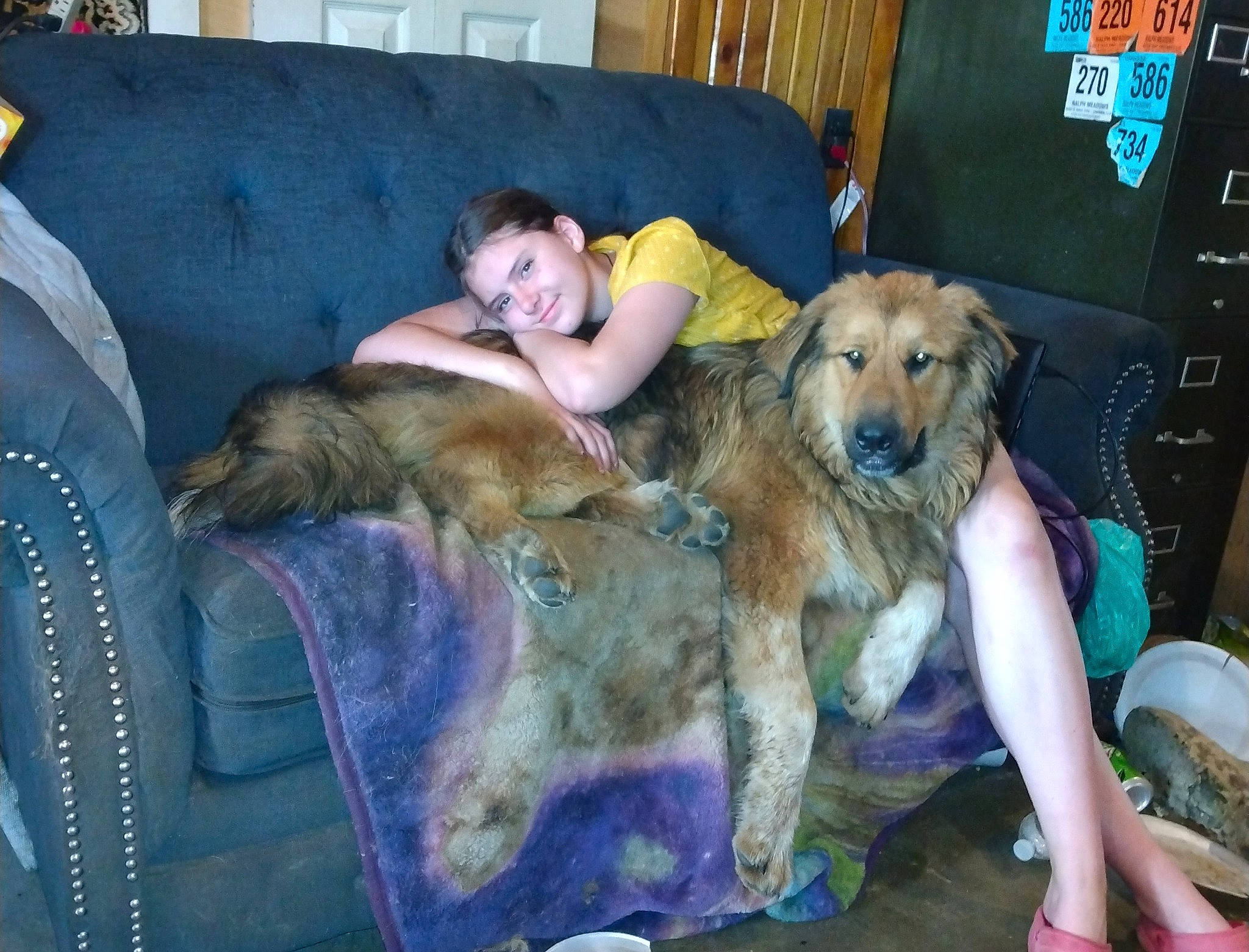 Bowie joined the competition — help win amazing prizes! borzoi, canidae, carnivore, chair, comfort, companion_dog, couch, dog, dog_breed, fawn, fun, fur, guard_dog, happy, lap, leisure, room, sitting, smile, sporting_group