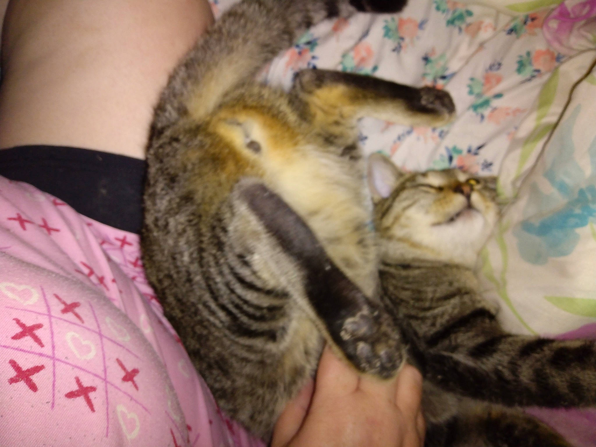 Myst is registered to the contest to win money with this photo: carnivore, cat, claw, comfort, domestic_short_haired_cat, fawn, felidae, fur, gesture, nail, nap, pattern, paw, sleep, small_to_medium_sized_cats, terrestrial_animal, whiskers, wildlife