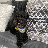 Oliver is registered to the contest to win money with this photo: dog, black_dog, curly_fur, pet, bed, pillow, patterned_pillow, knitted_sweater, happy, tongue_out, cute, cozy, indoor, resting, fur, animal, companion, domestic_animal, relaxed, home