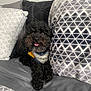 animal, bed, black_dog, companion, cozy, curly_fur, cute, dog, domestic_animal, fur, happy, home, indoor, knitted_sweater, patterned_pillow, pet, pillow, relaxed, resting, tongue_out