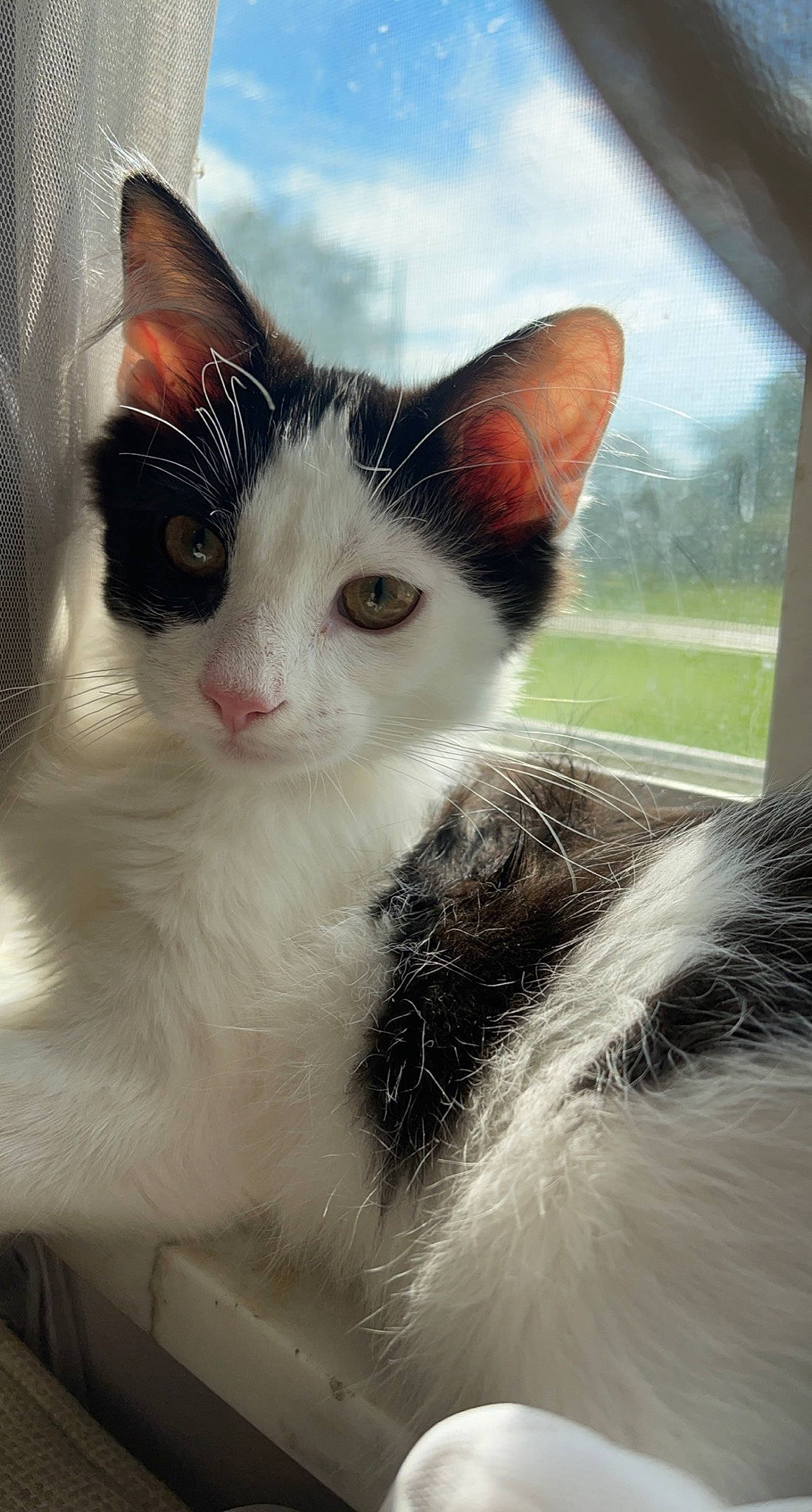 Ace is registered to the contest to win money with this photo: carnivore, cat, domestic_short_haired_cat, felidae, fur, iris, paw, plant, sky, small_to_medium_sized_cats, snout, tail, tree, whiskers, window, windshield