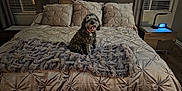 Bella joined the competition — help win amazing prizes! dog, bed, pillows, blanket, bedroom, curtains, nightstand, digital_clock, floor, window, fur, collar, indoor, furniture, smiling_dog, cozy, home, pet, sleeping_area, decor