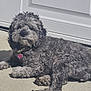 Bella is registered to the contest to win money with this photo: dog, curly_fur, gray, pet, outdoor, sunlight, concrete, garage_door, collar, tag, lying_down, canine, domestic_animal, fur, animal, relaxing, summer, shadow, closeup, portrait