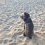 Bella is registered to the contest to win money with this photo: dog, beach, sand, curly_fur, pet, outdoor, animal, sitting, sunlight, side_view, collar, quiet, nature, daytime, calm, texture, footprints, relaxation, canine, landscape
