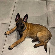 Asko participe au concours pour gagner de l'argent avec cette photo : animal, belgian_malinois, black_face, brown_fur, canine, collar, curious, cute, dog, domestic_animal, ears_up, floor, indoor, looking_up, lying_down, pet, puppy, resting, tile, young